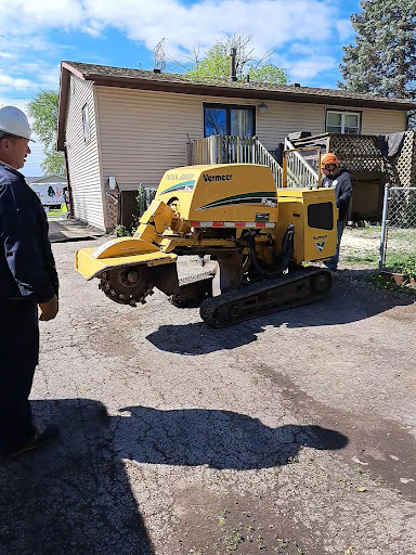 Tree Service Carpentarsville IL