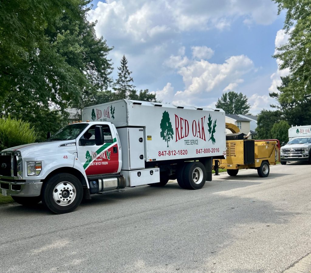 Tree Removal Service Carpentarsville IL